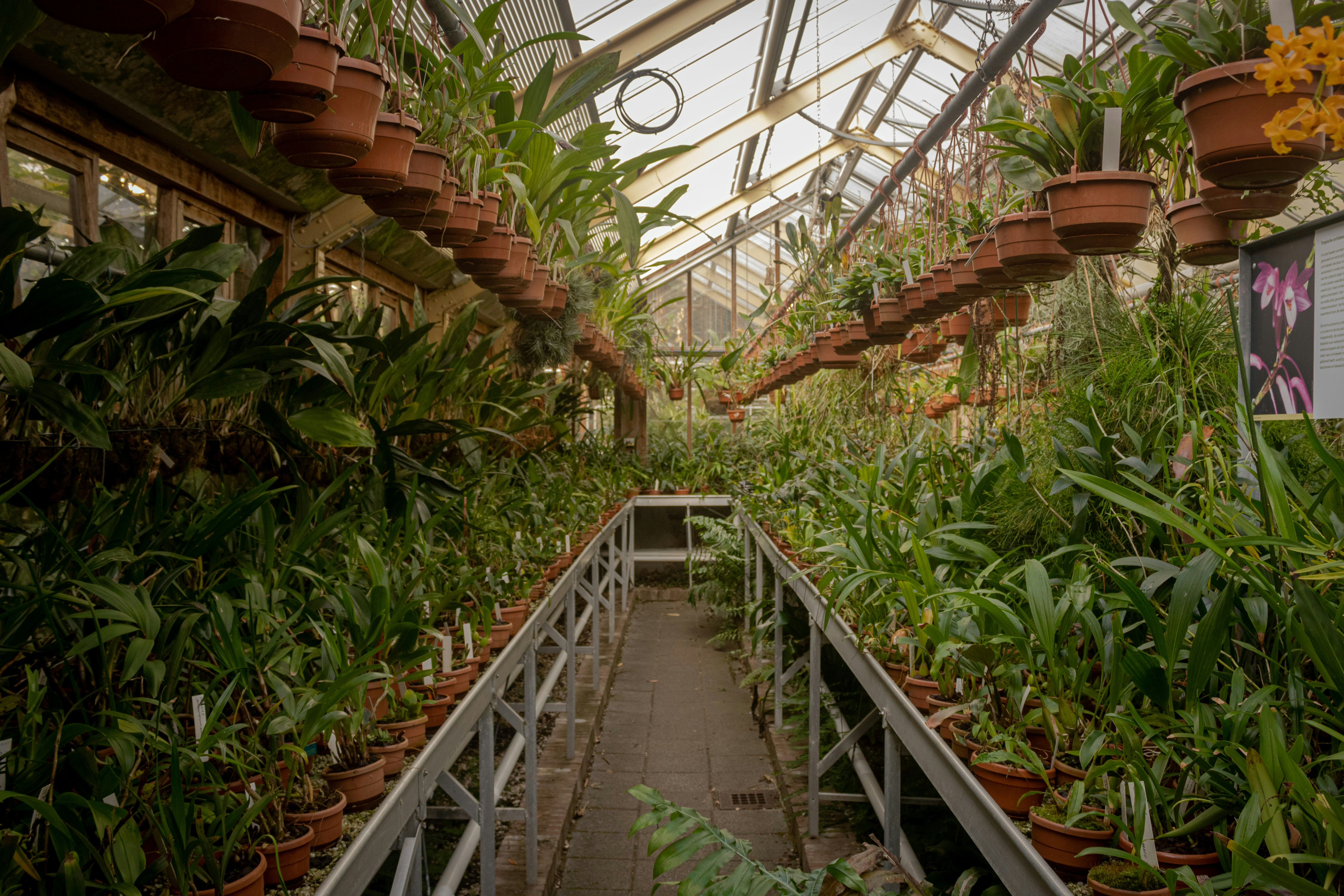 Greenhouse in the botanical garden of Leiden University.