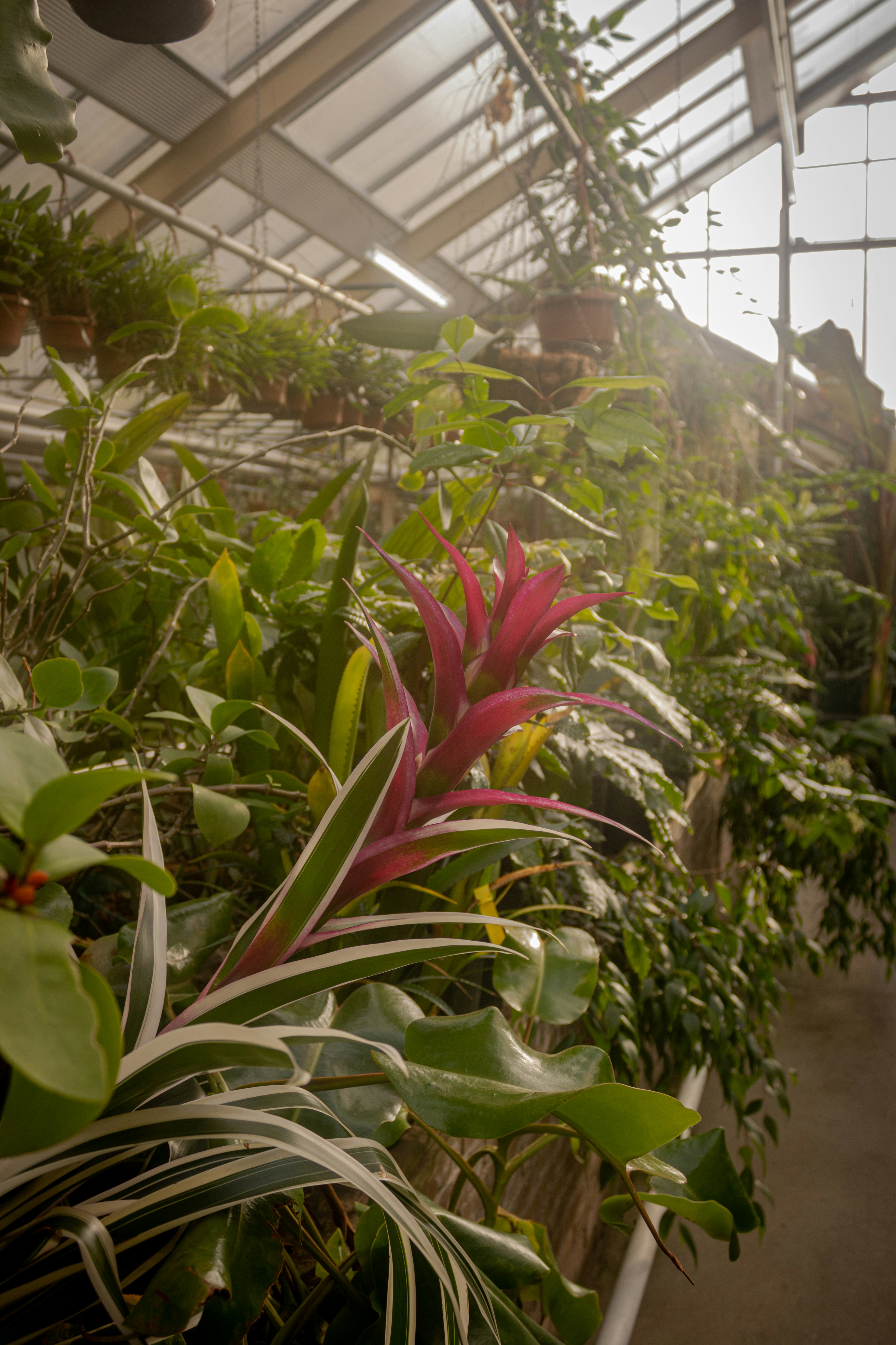 a greenhouse filled with lots of green plants