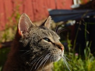 A close-up of a tabby cat gazing into the distance with a contemplative expression. Sunlight highlights the cat's fur, emphasizing its stripes and whiskers. In the background, there is a blurred view of green plants against a brownish-red wooden surface.