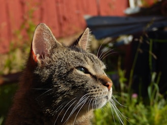 A close-up of a tabby cat gazing into the distance with a contemplative expression. Sunlight highlights the cat's fur, emphasizing its stripes and whiskers. In the background, there is a blurred view of green plants against a brownish-red wooden surface.