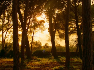 A serene sunset casting golden light over a quiet forest clearing with soft shadows.
