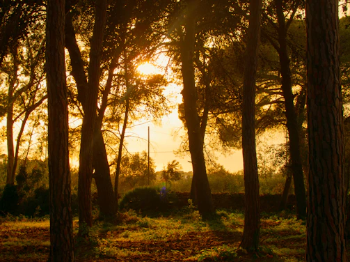 A serene nature scene with golden hour light filtering through tall trees.