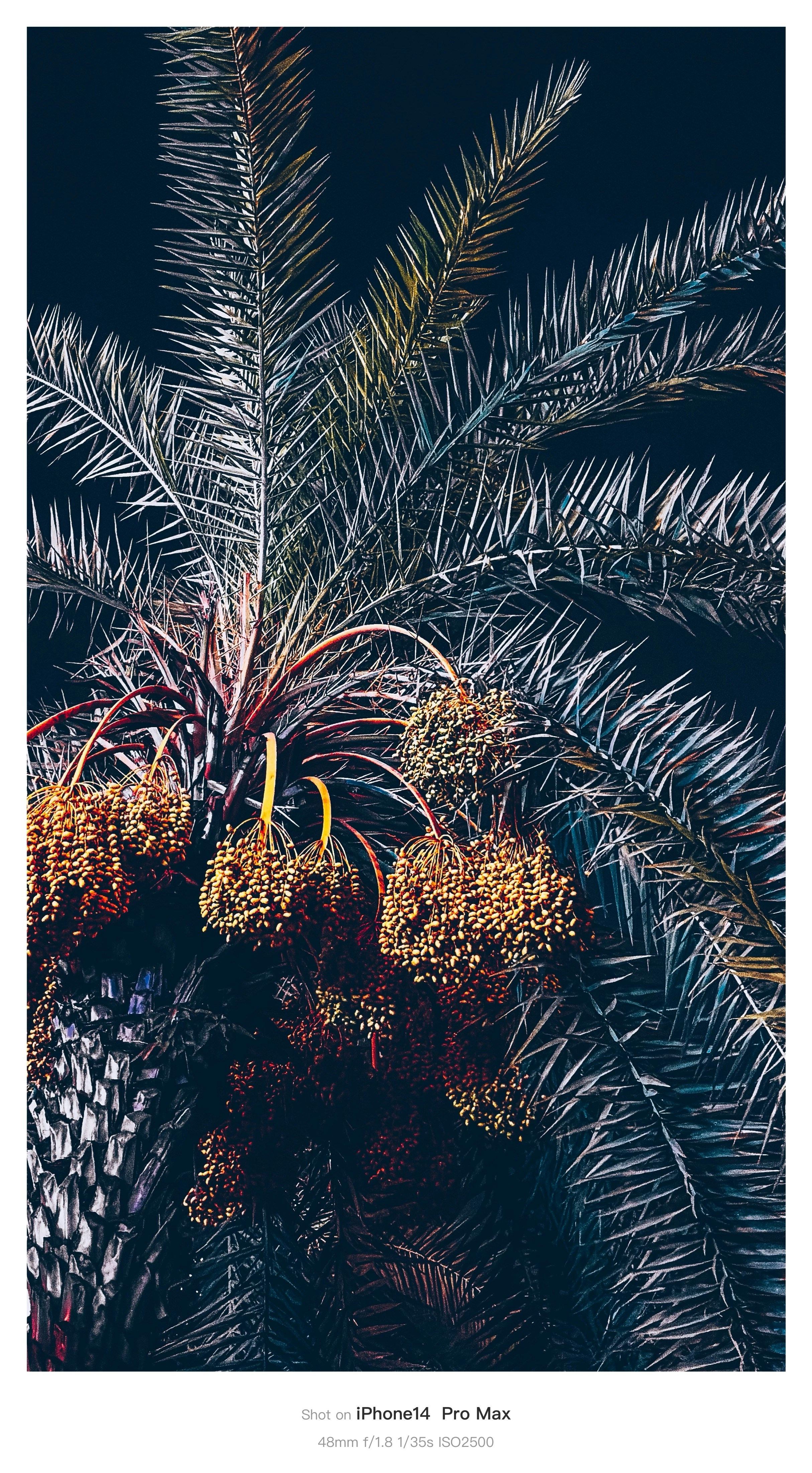 Desert date fruit on branch, dry savanna setting, warm amber light, botanical detail