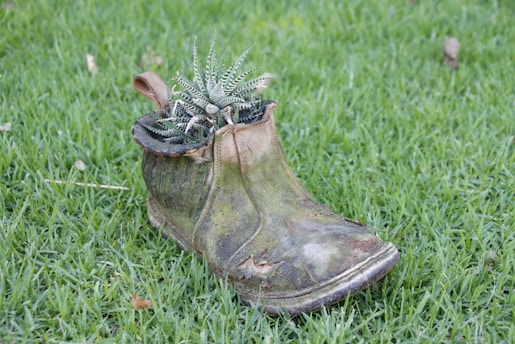 An old, weathered boot is repurposed as a planter, with a small succulent plant growing out from the opening. The boot lies on lush, green grass, providing a natural contrast to the worn texture of the boot. The succulent is vibrant with striped leaves, emanating a sense of renewal.