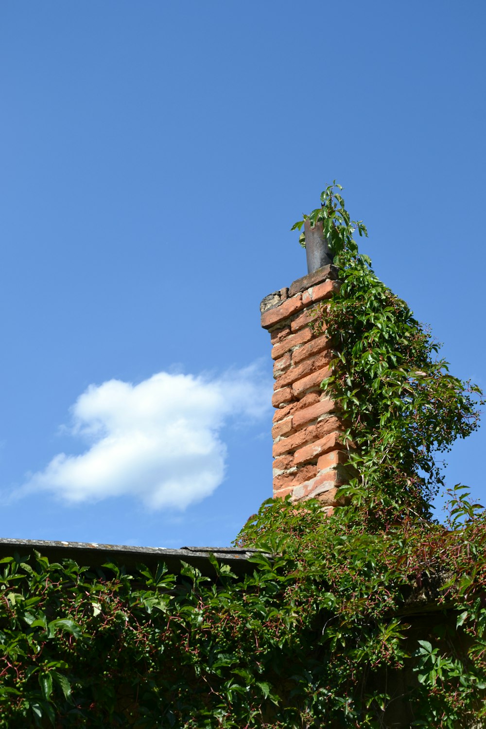 a brick chimney with vines growing on it