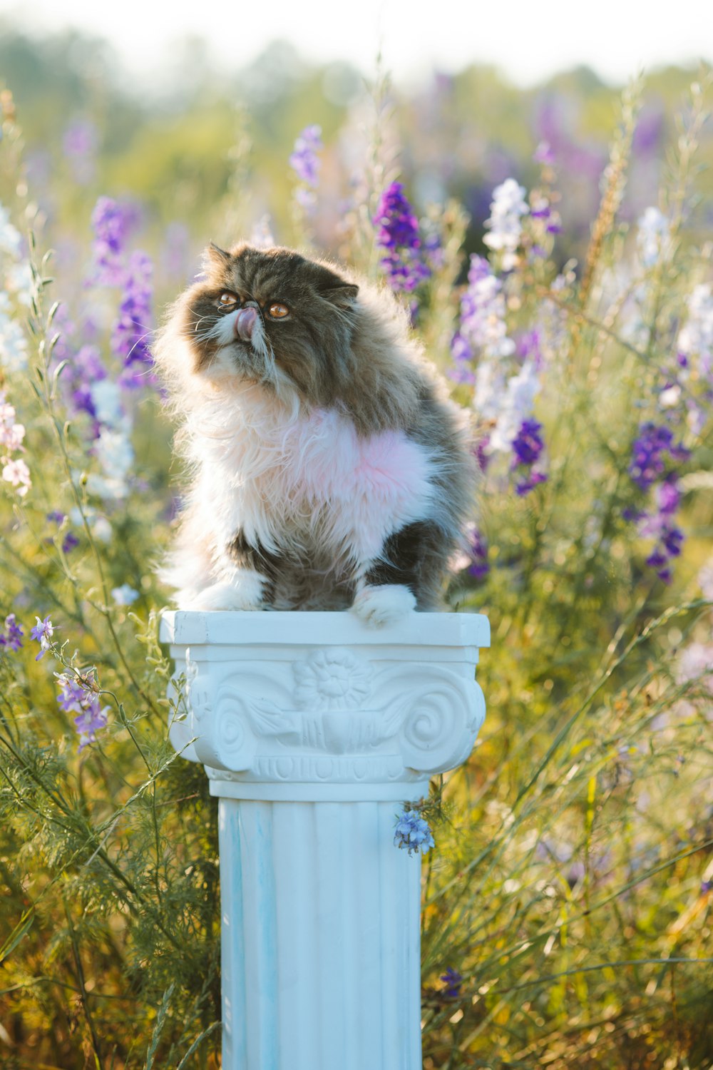 a cat sitting on top of a white pillar in a field of flowers