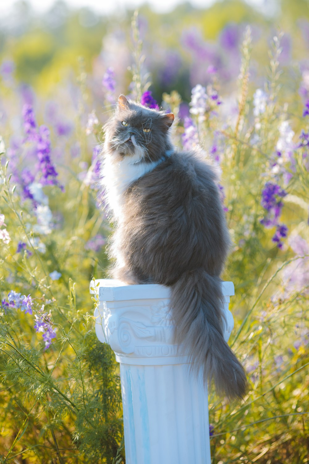 a cat sitting on top of a white pillar in a field of flowers