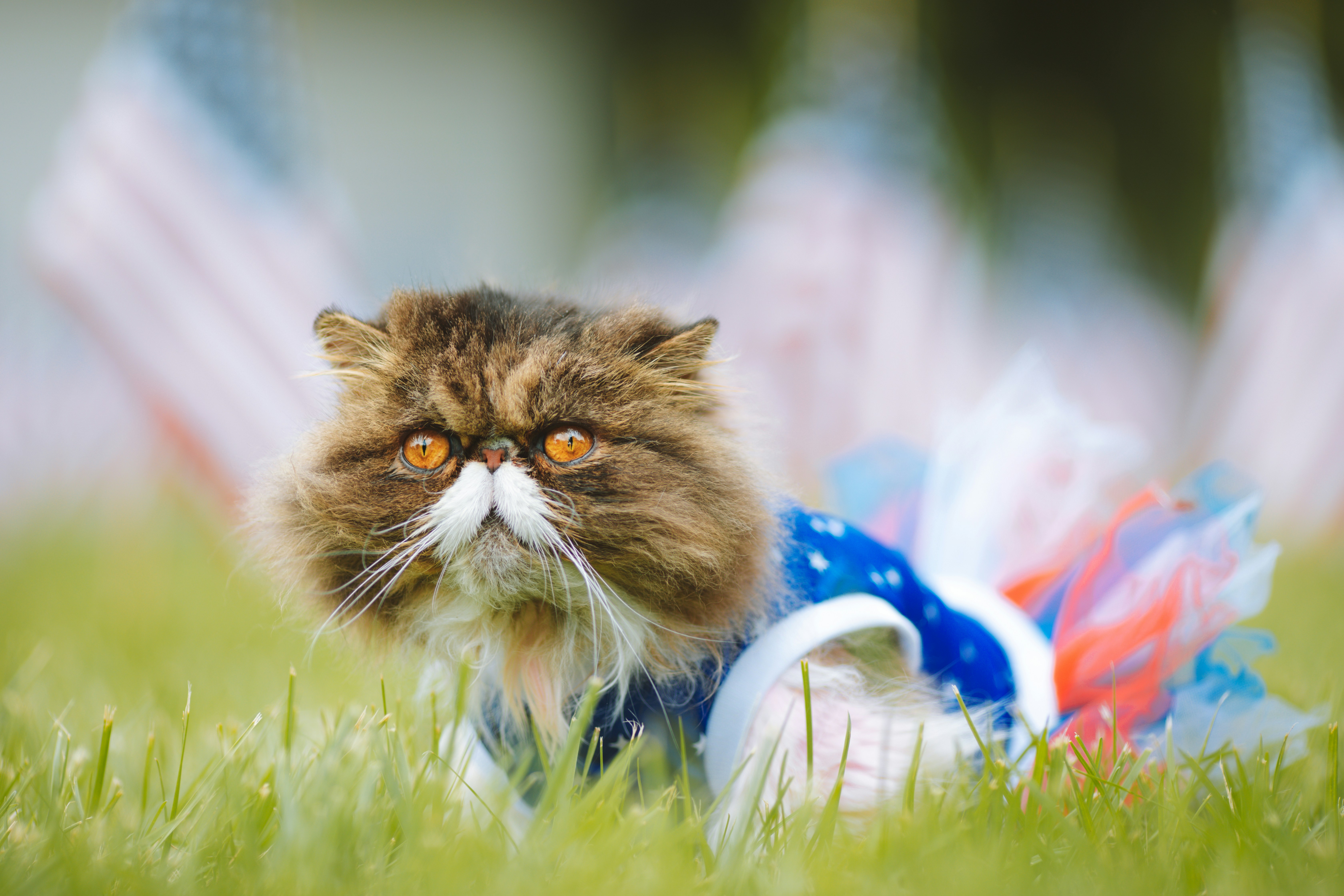 ვინ შეაბამს დონალდს ეჟვანს?