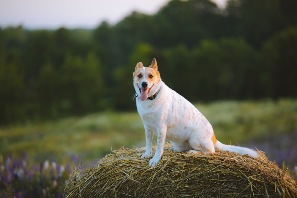 a dog is sitting on a bale of hay