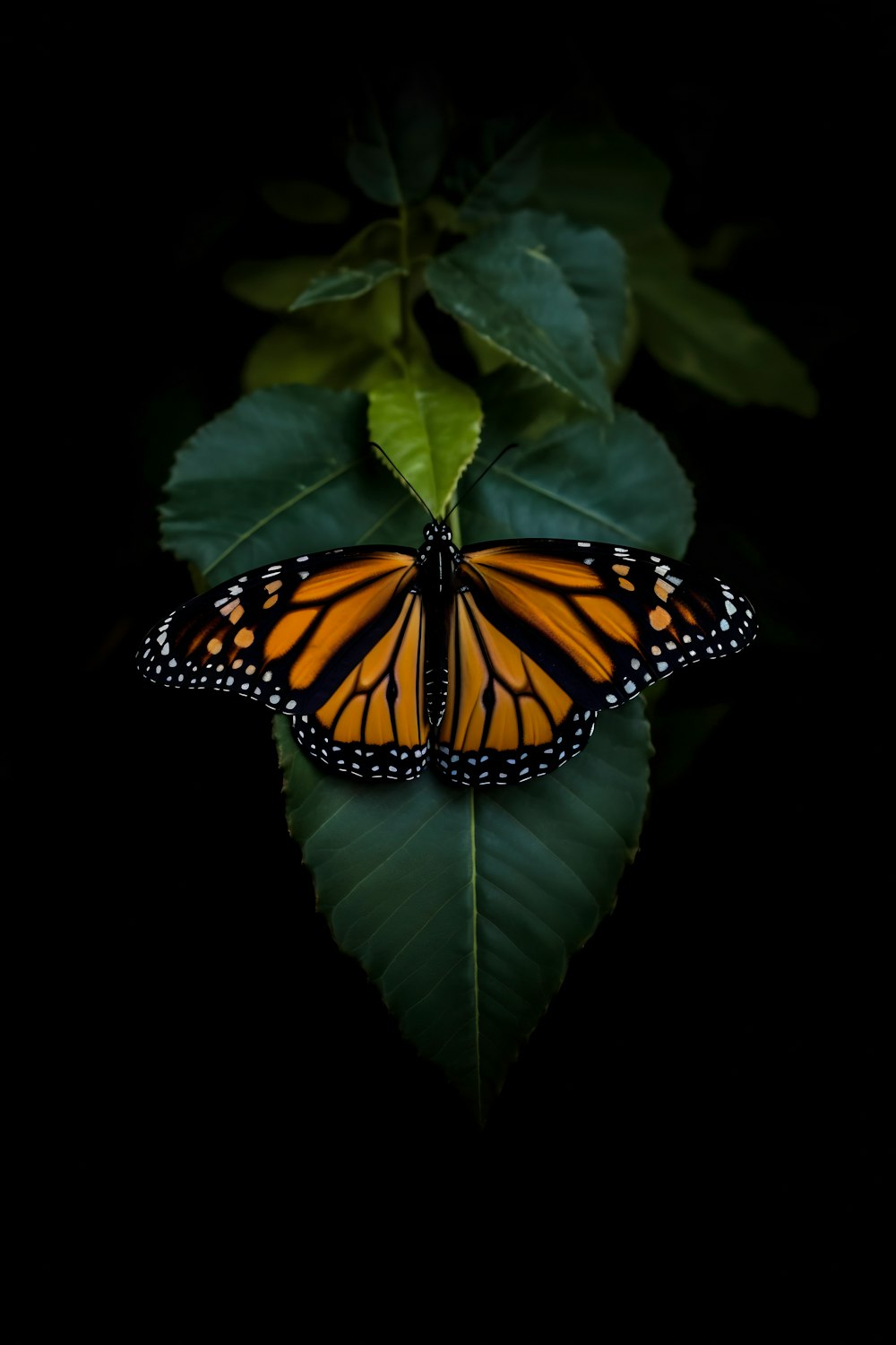 a butterfly sitting on top of a green leaf