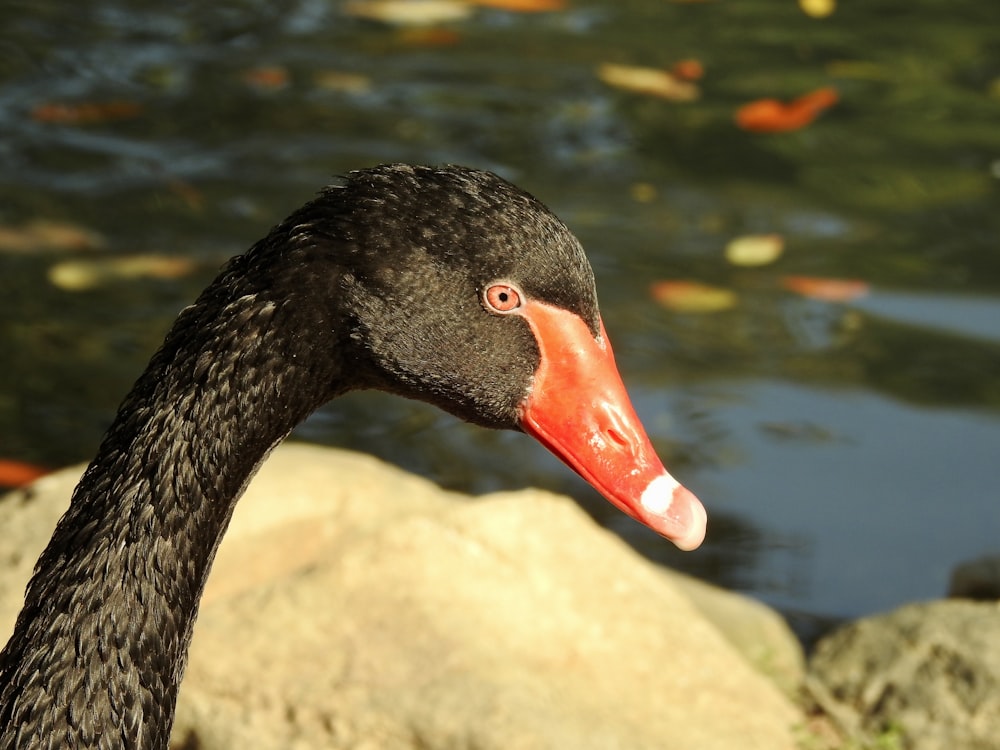 a close up of a black swan near a body of water