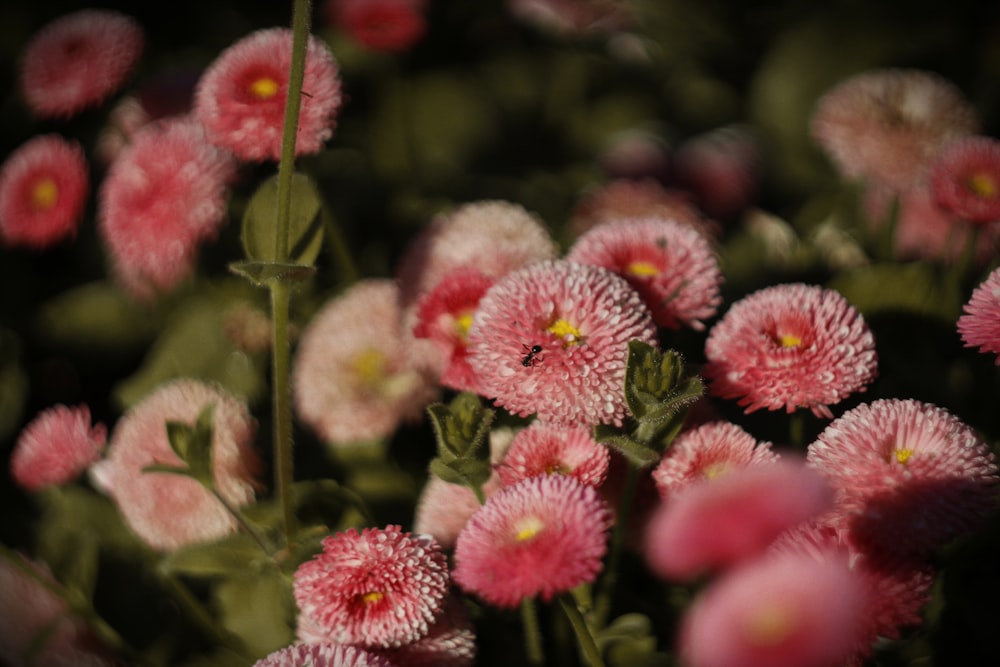 a bunch of pink flowers with green leaves