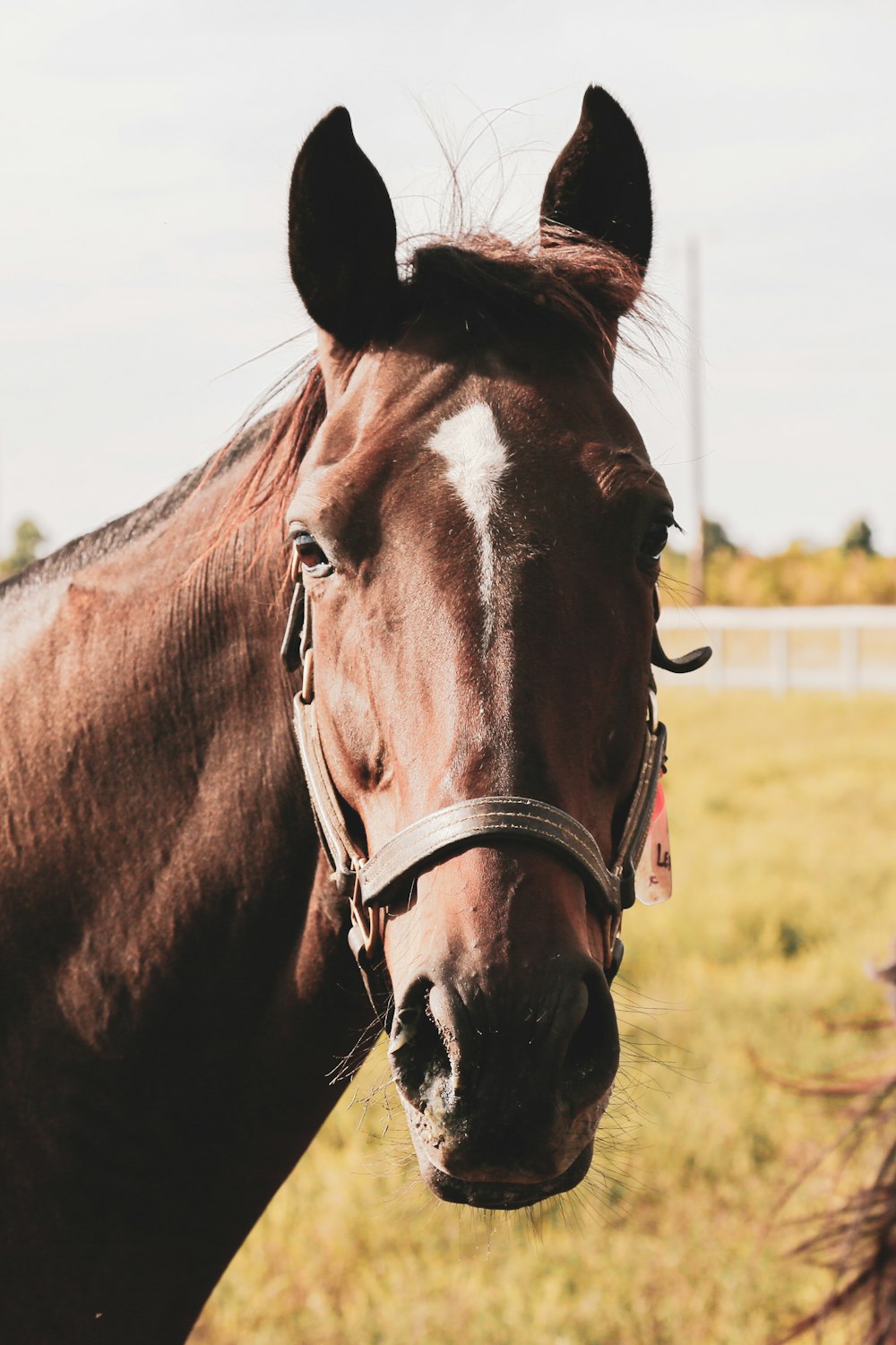 a brown horse standing on top of a lush green field