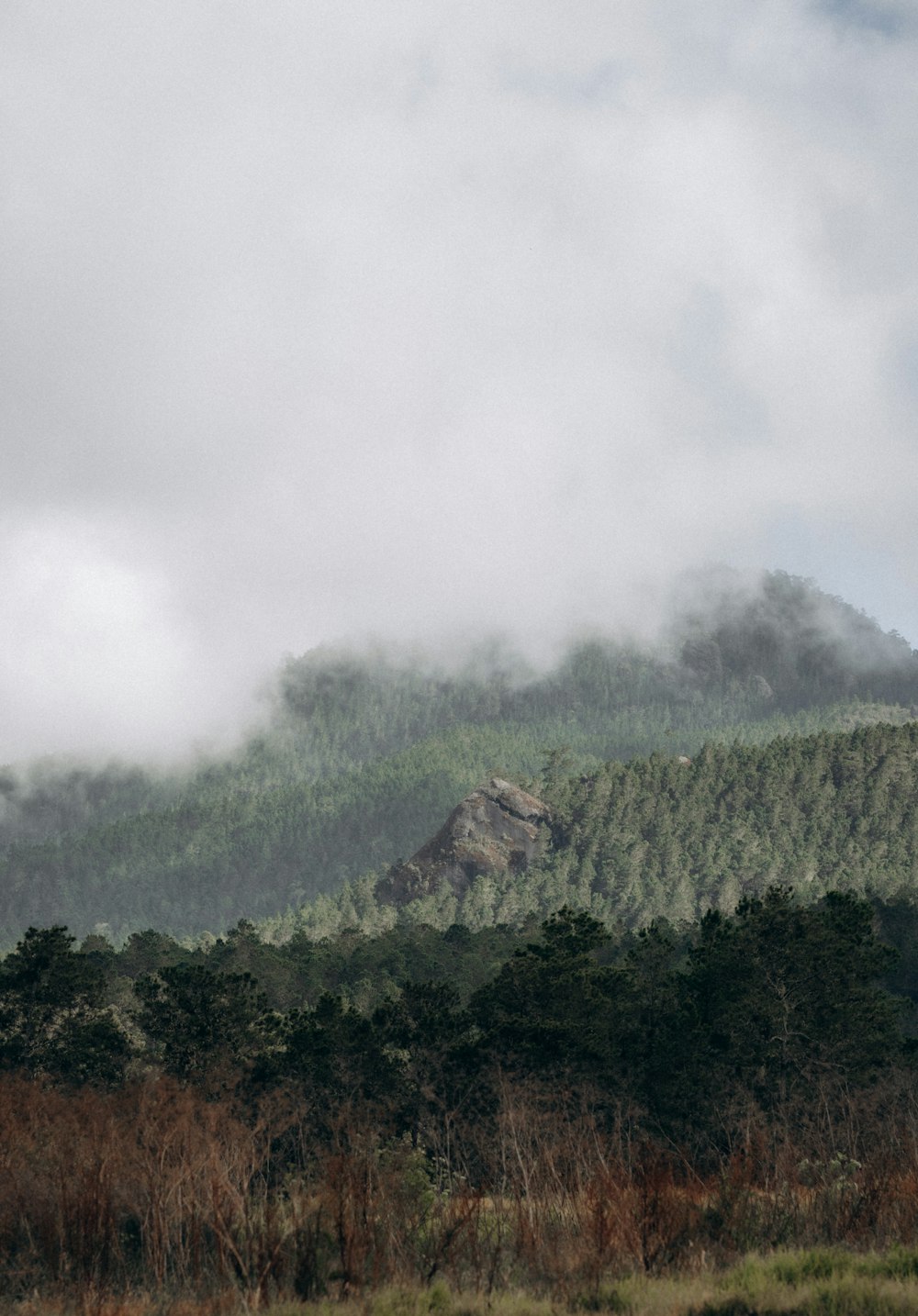 a plane flying over a lush green forest under a cloudy sky