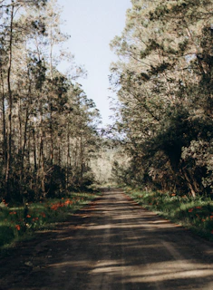 A dusty rural road lined with vibrant wildflowers and scattered trees, perfect for an adventurous ride.
