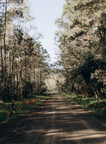 A dusty rural road lined with vibrant wildflowers and scattered trees, perfect for an adventurous ride.