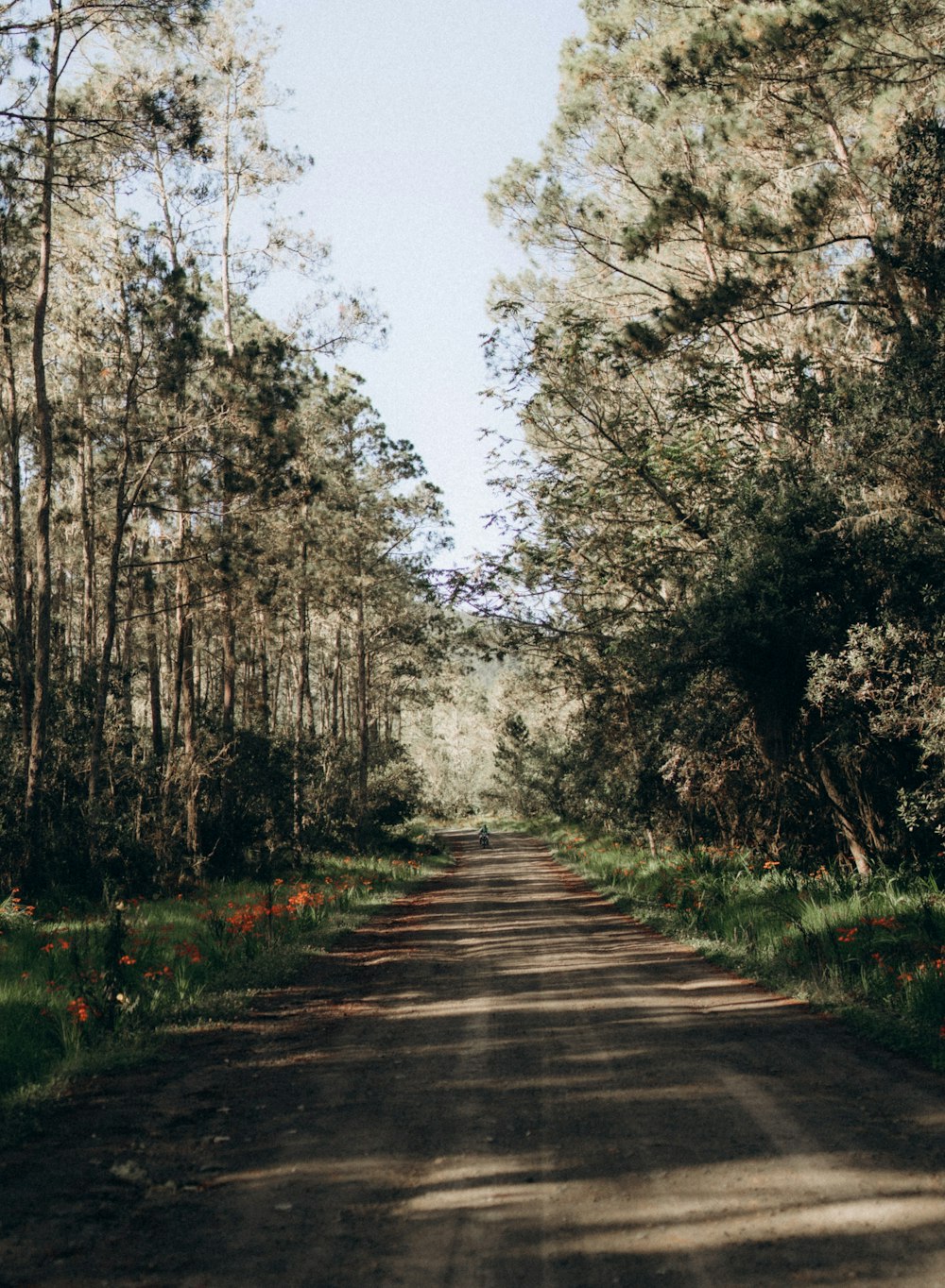 a dirt road surrounded by trees and flowers