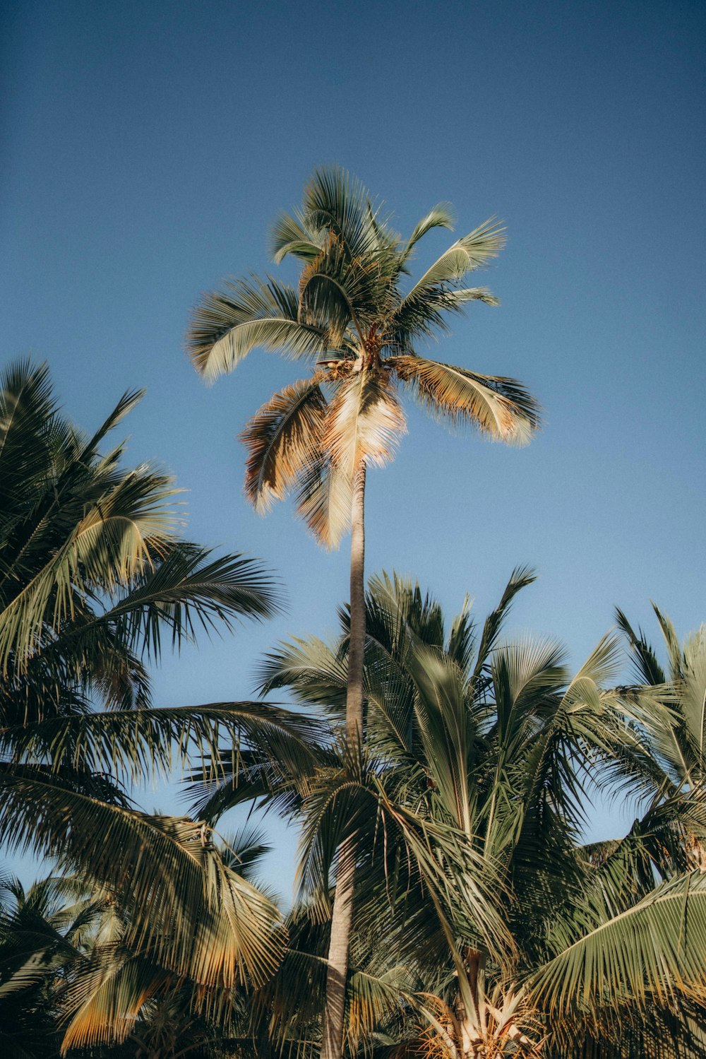 a palm tree with a blue sky in the background