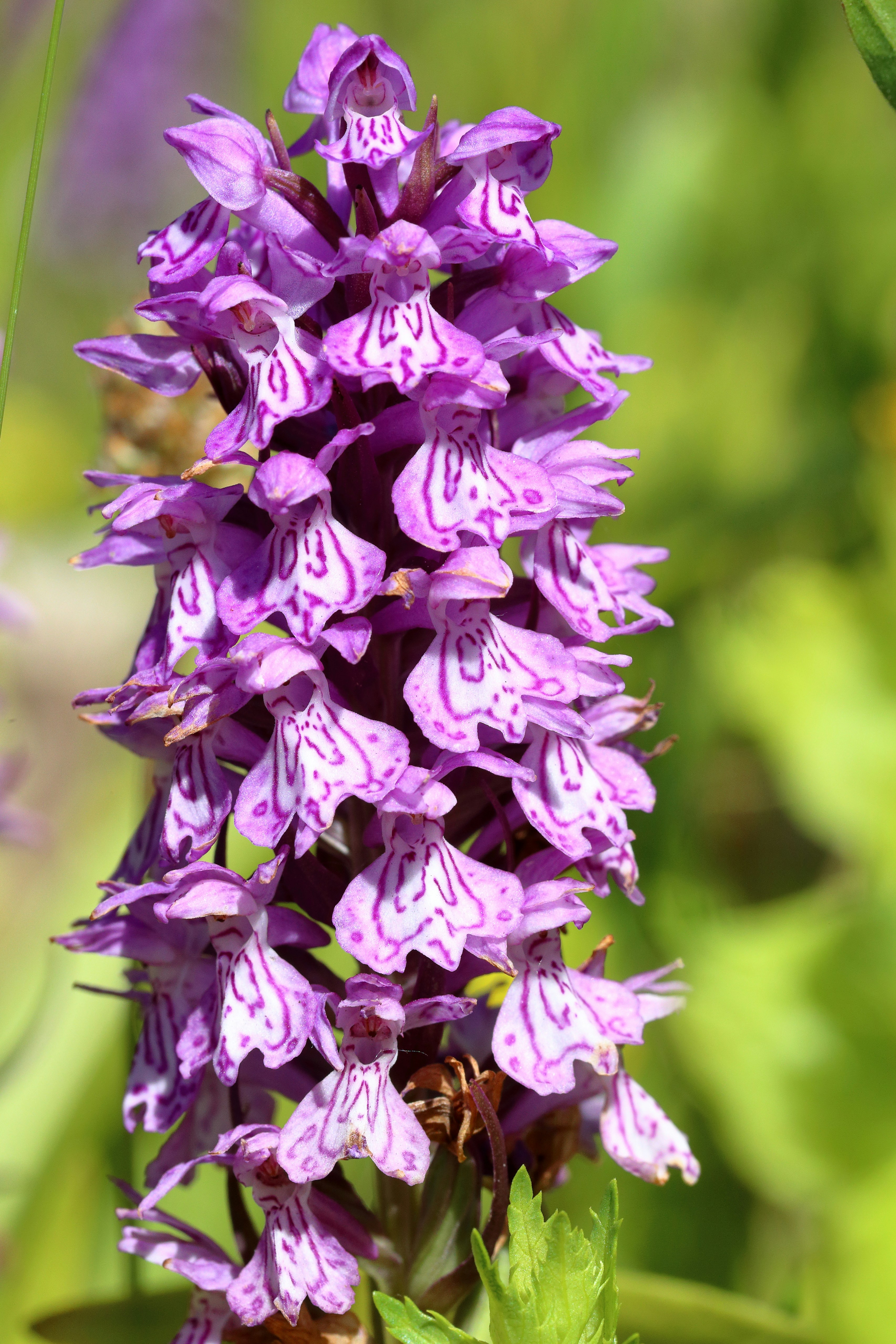 a close up of a purple flower in a field