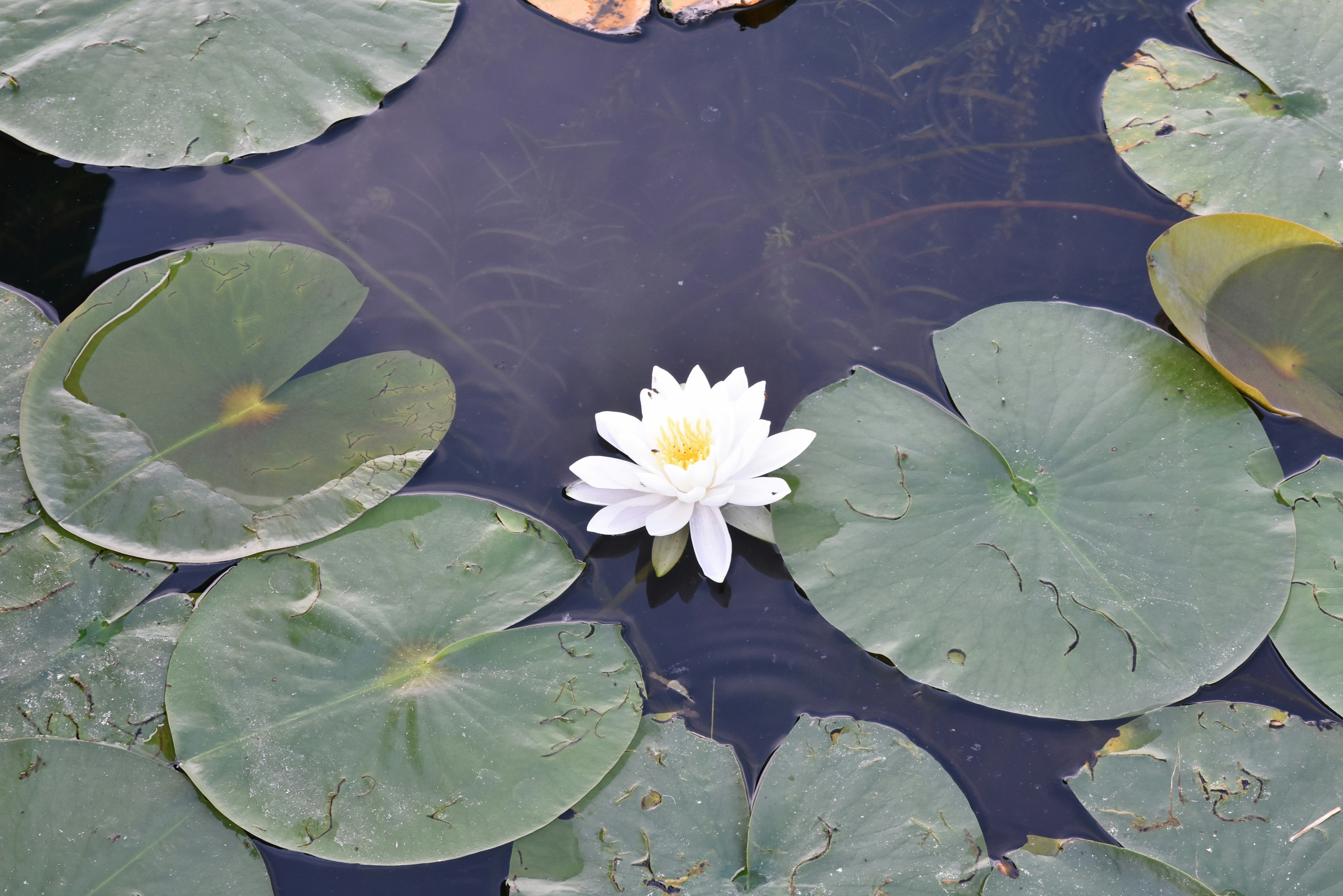 4 Nénuphars Flottants Artificiels - Fleurs En Mousse Pour Étang, Piscine, Décoration Jardin