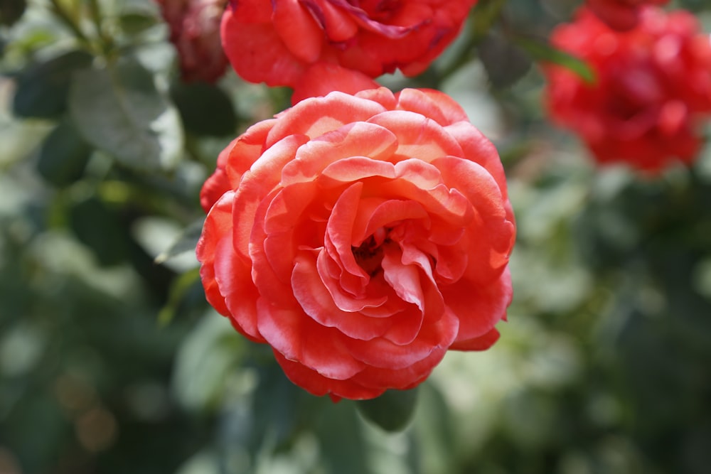 a bunch of red flowers that are blooming