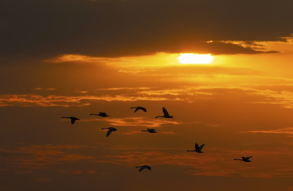 a flock of birds flying in the sky at sunset