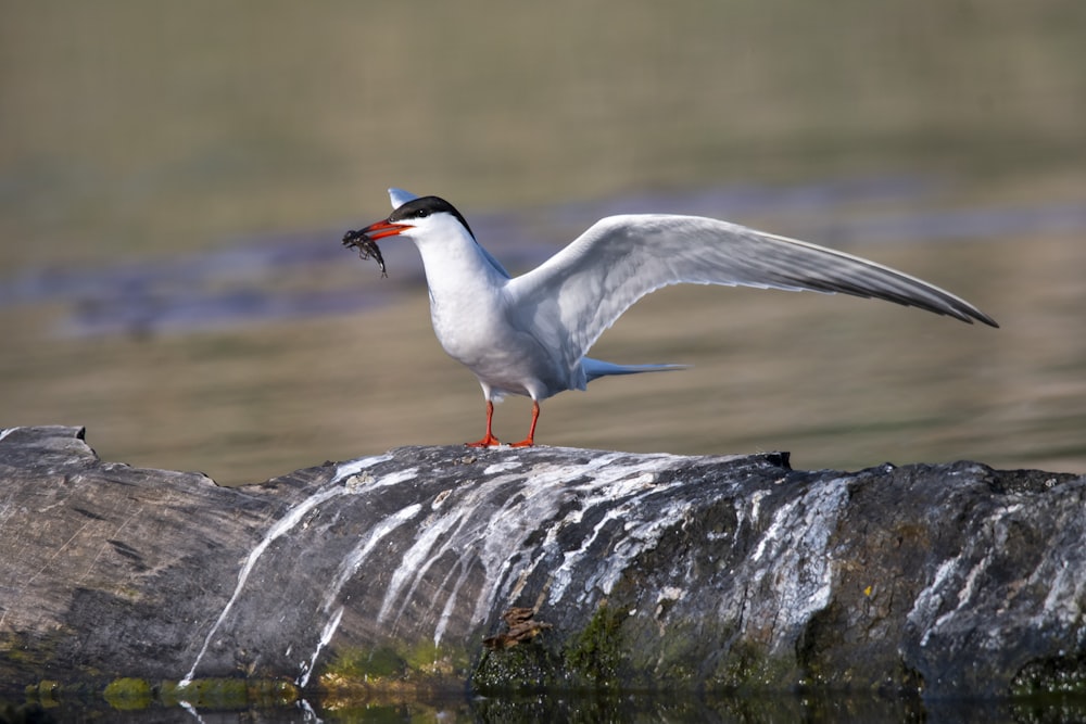 a seagull with a fish in it's mouth standing on a rock