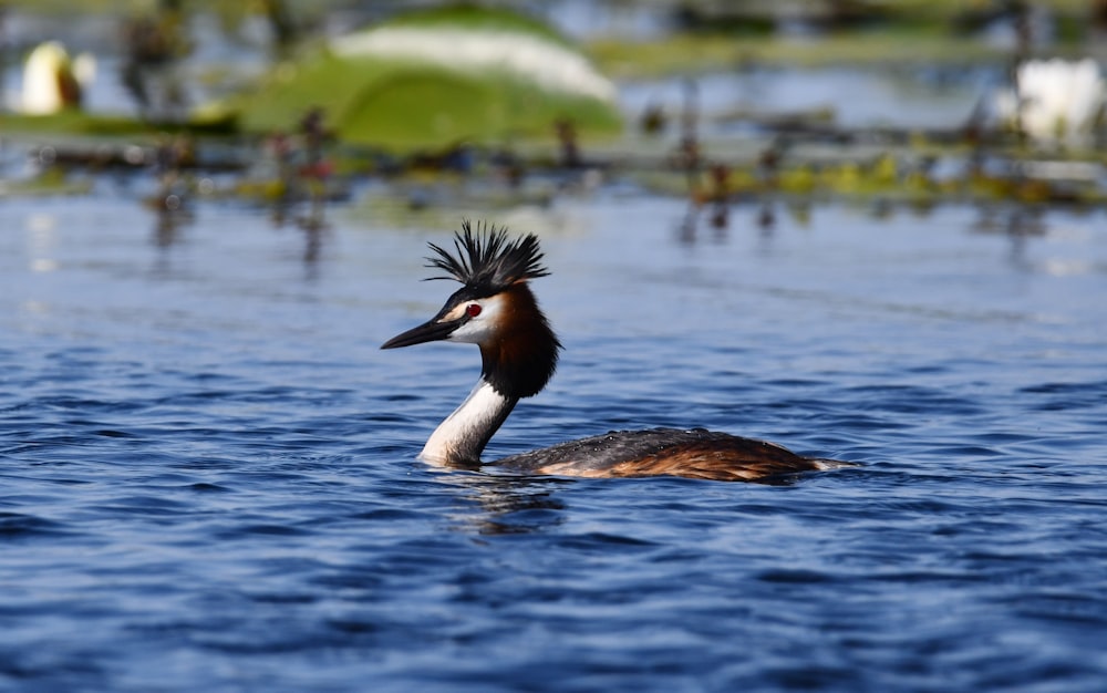 a bird that is floating in the water