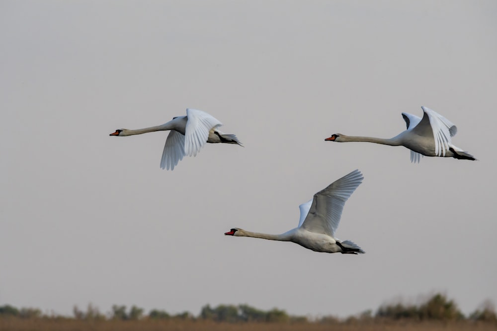 three birds flying in the sky above a field