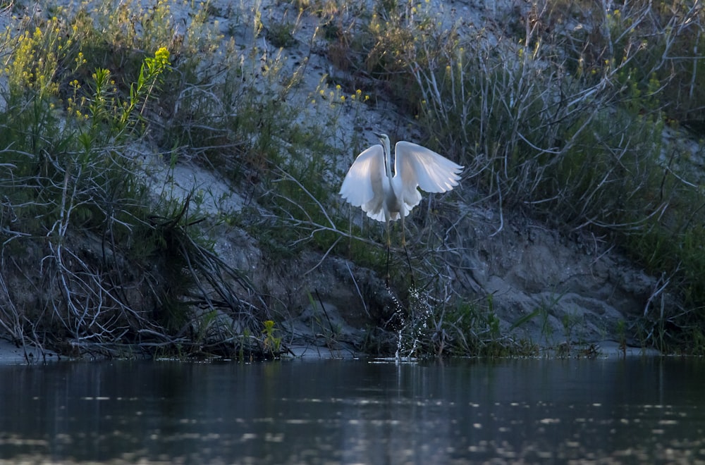 a large white bird flying over a body of water