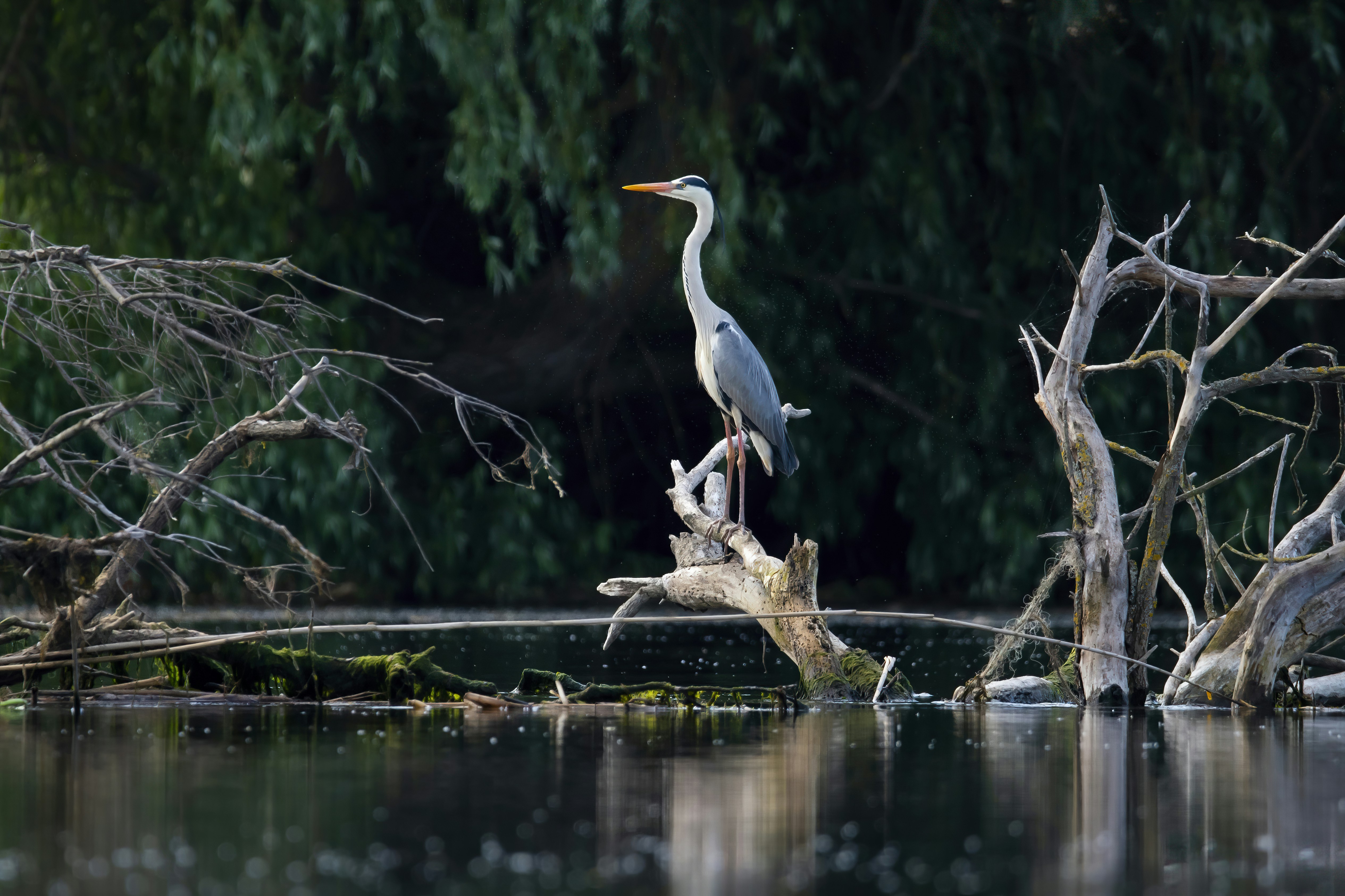 Photo by strinoiumarian