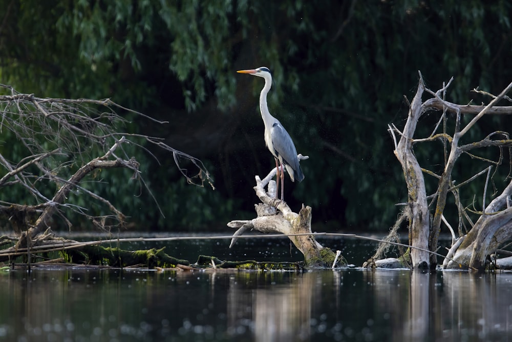 a bird is standing on a branch in the water