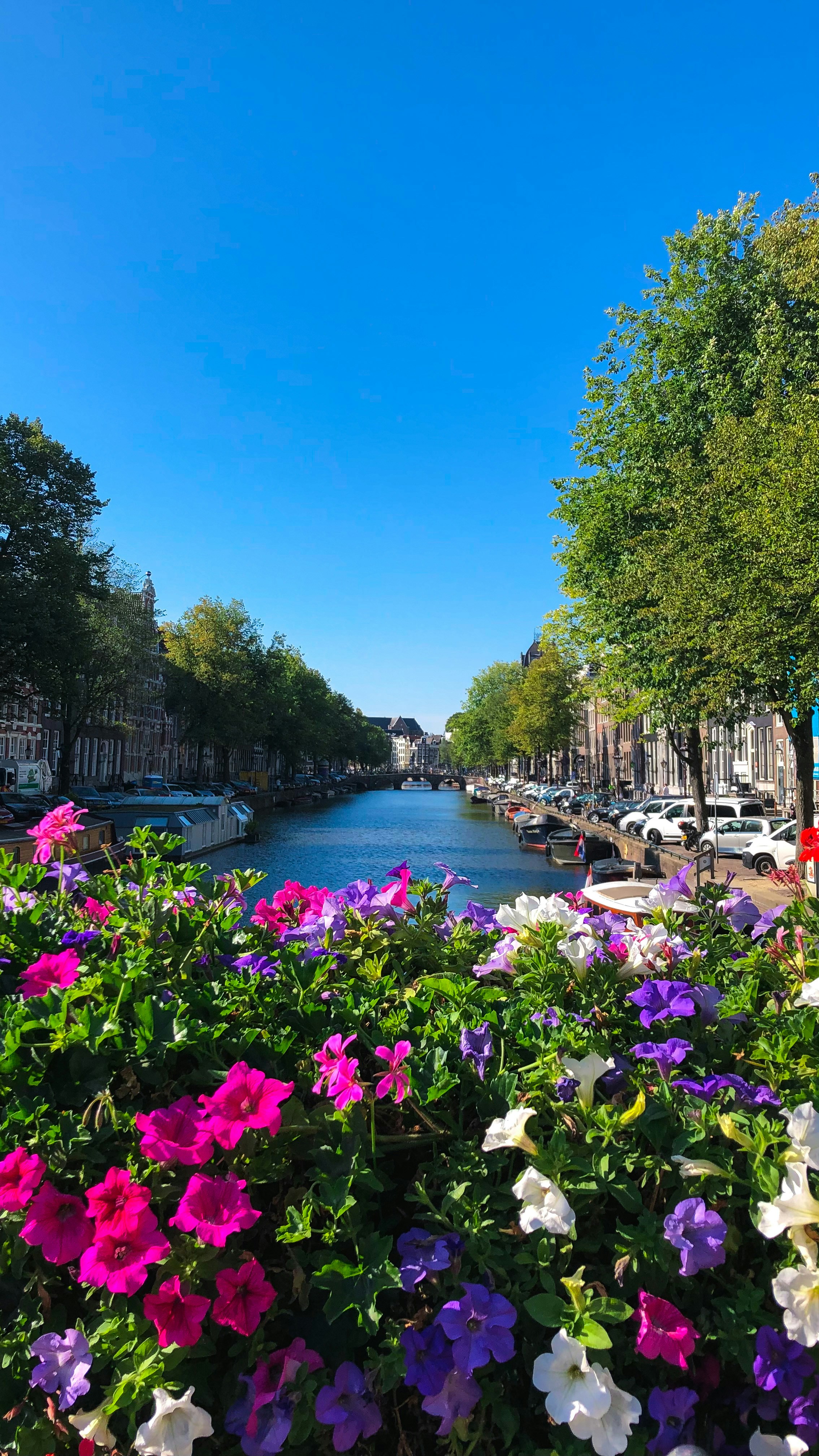 un bouquet de fleurs qui sont près de l’eau
