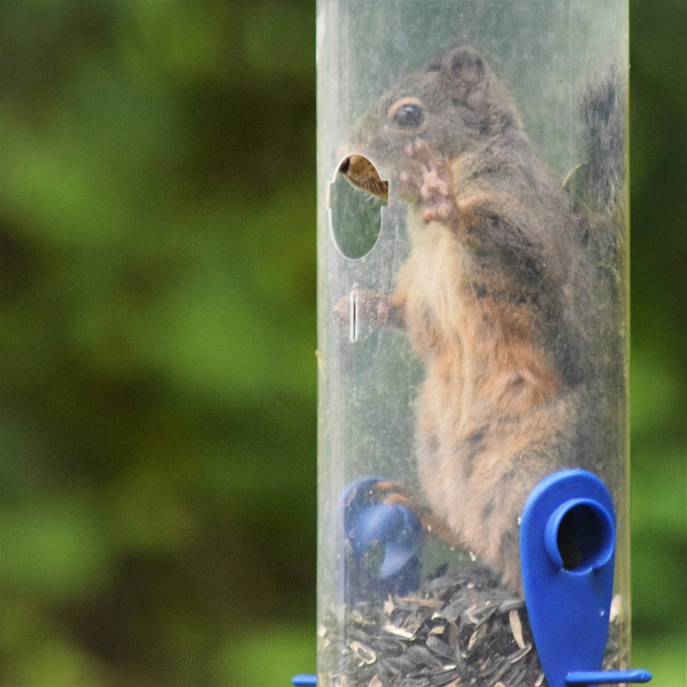 a squirrel sitting on top of a bird feeder