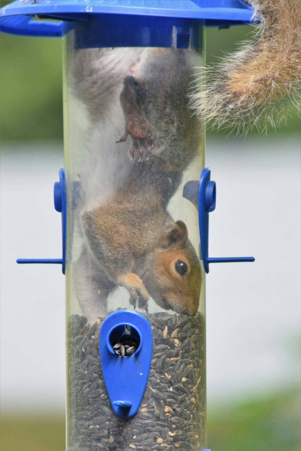 a squirrel sitting on top of a bird feeder