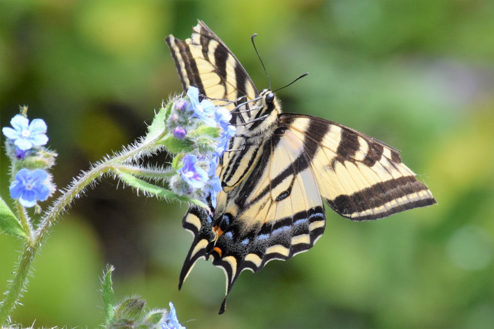 a yellow and black butterfly sitting on a blue flower