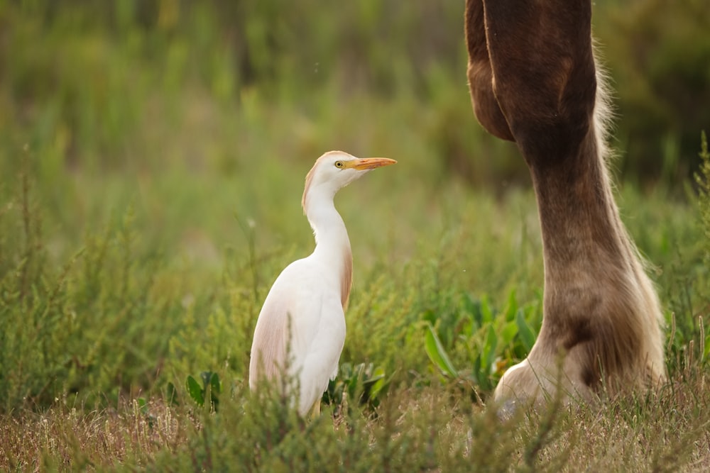 ein Pferd, das neben einem weißen Vogel auf einem Feld steht