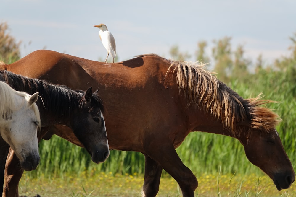 ein weißer Vogel, der auf einem braunen Pferd sitzt