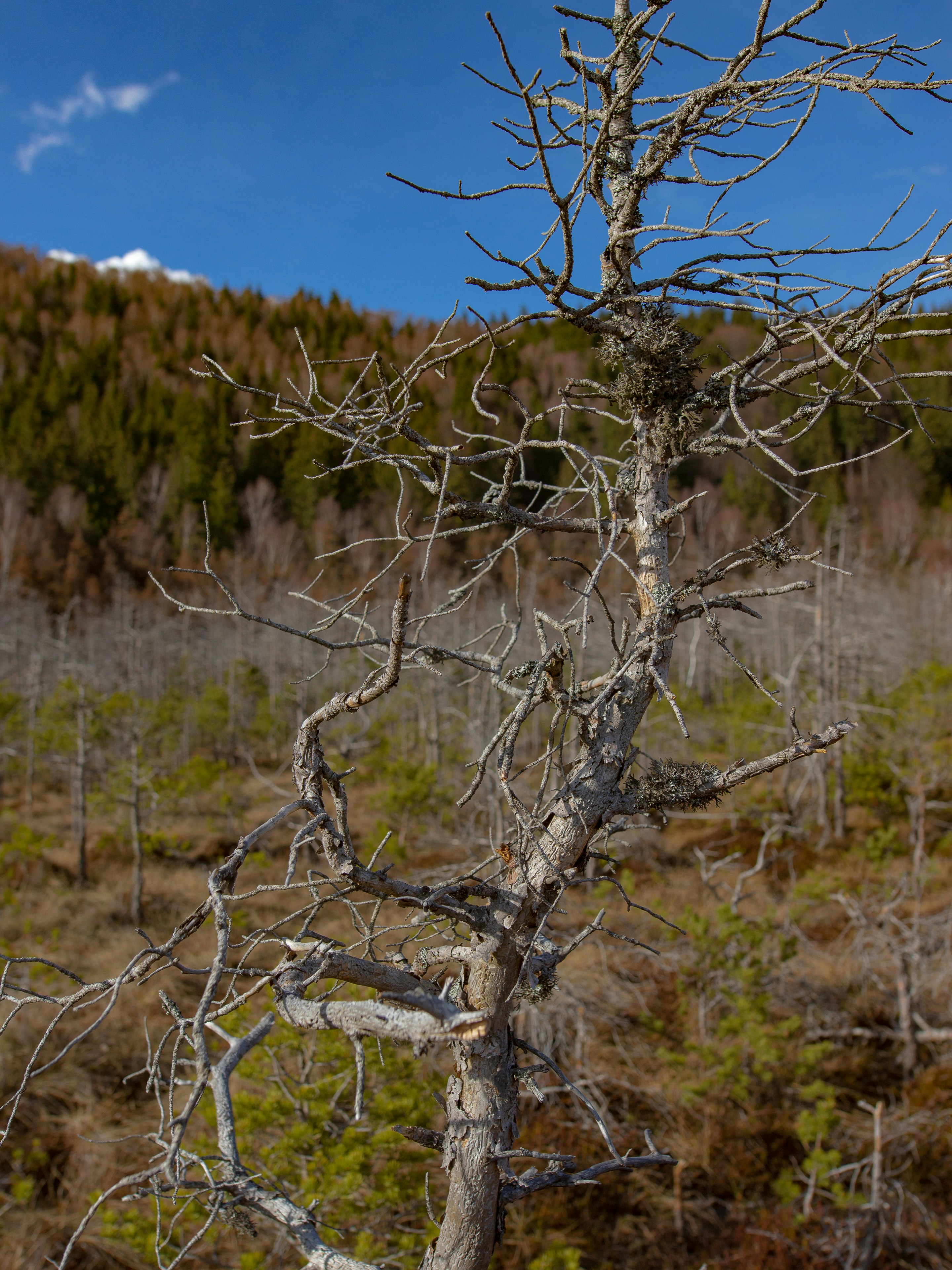 a dead tree in the middle of a forest