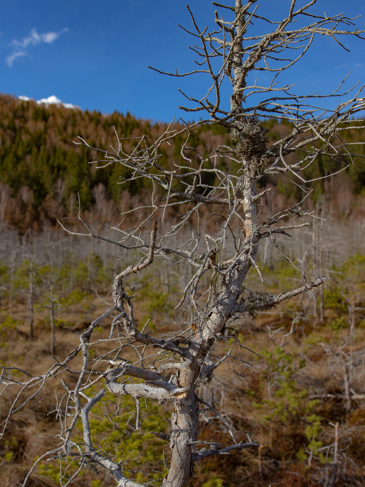 A dead tree standing alone in a winter forest with bare branches