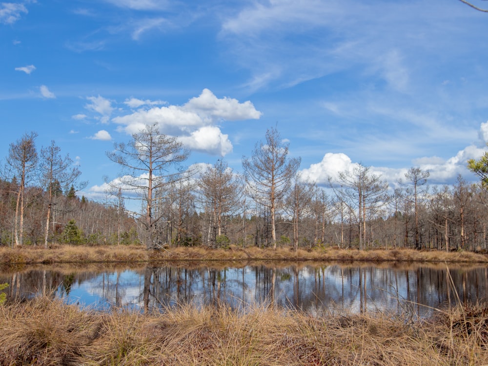 a pond surrounded by tall grass and trees