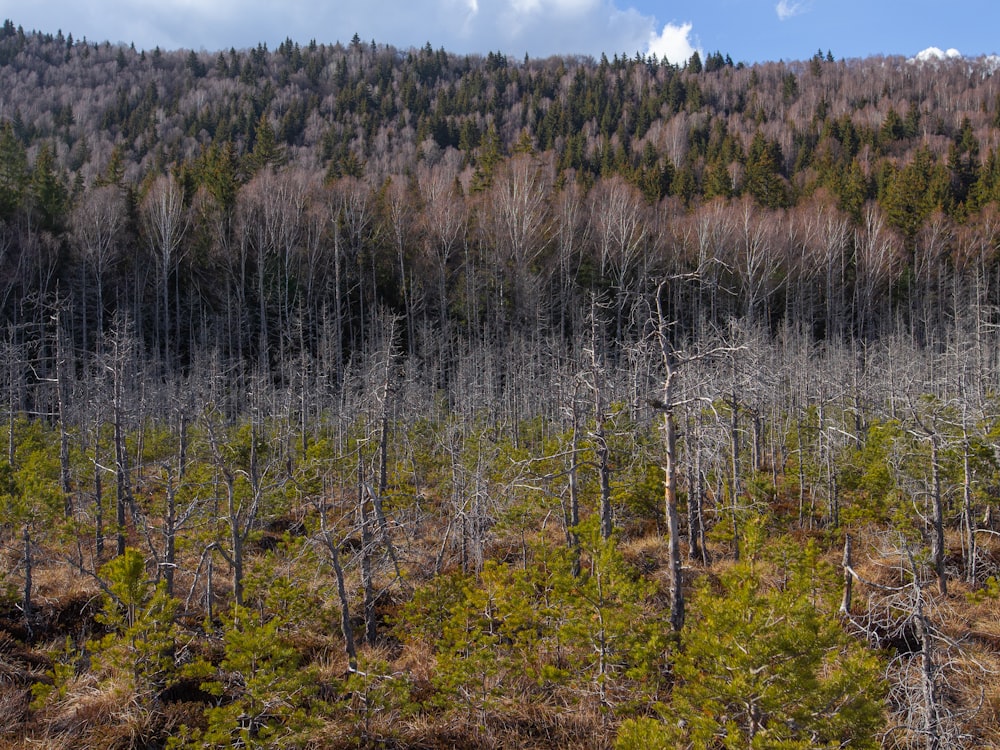 Ein Wald mit vielen hohen Bäumen