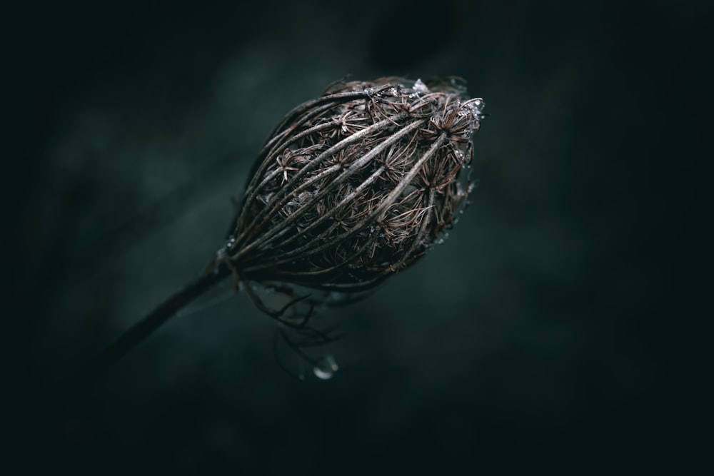 a dried flower with water droplets on it