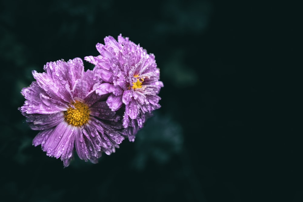 Un par de flores púrpuras sentadas encima de una mesa