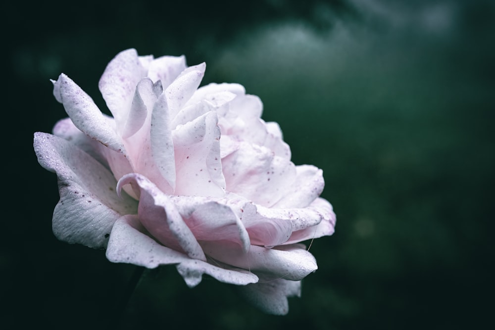 a white flower with water droplets on it