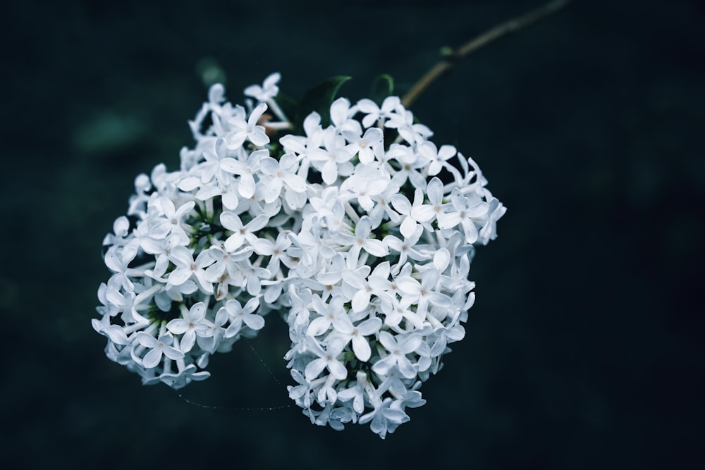 a bunch of white flowers on a black background