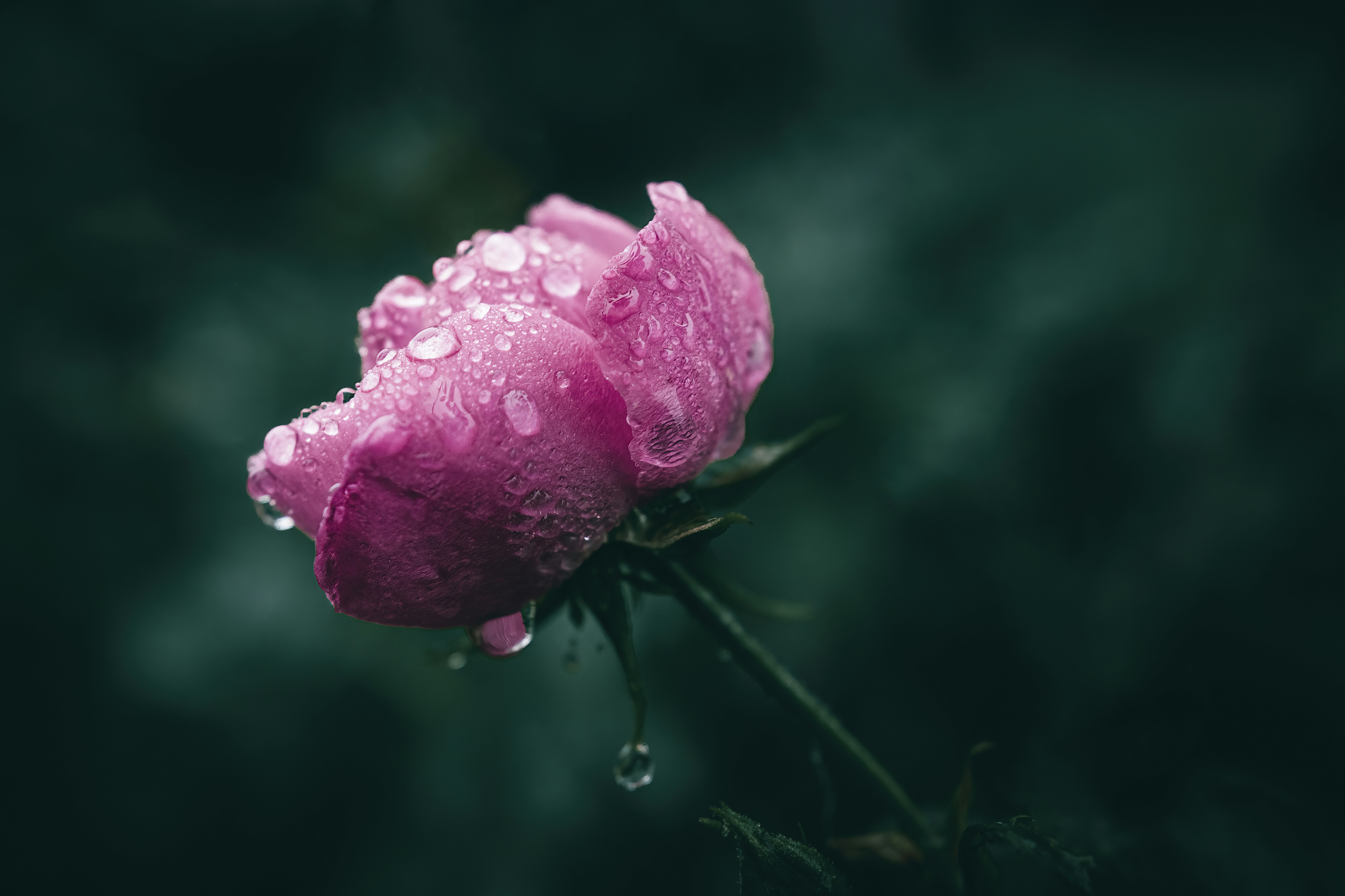 a pink flower with water droplets on it