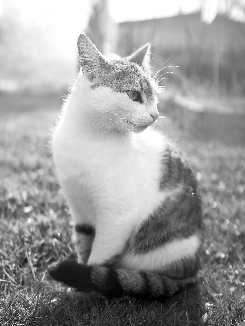 um gato preto e branco sentado na grama