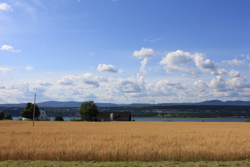 a field of wheat with a lake in the background