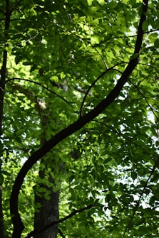 The image features a dense canopy of bright green leaves with sunlight filtering through, casting shadows and creating a vibrant natural scene. A dark tree branch curves diagonally across the frame, adding contrast to the lush greenery.
